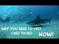 WHY you NEED to visit Cabo Pulmo NOW!