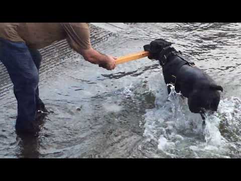 dog-training-by-chris---tiger-donavan-pinscher-rescue-swimming