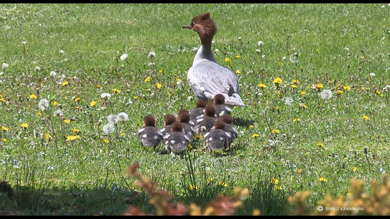 危険がいっぱい！カワアイサの可愛い大行進　A dangerous big parade