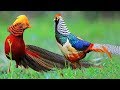 Top 10 Most Beautiful Birds In The World