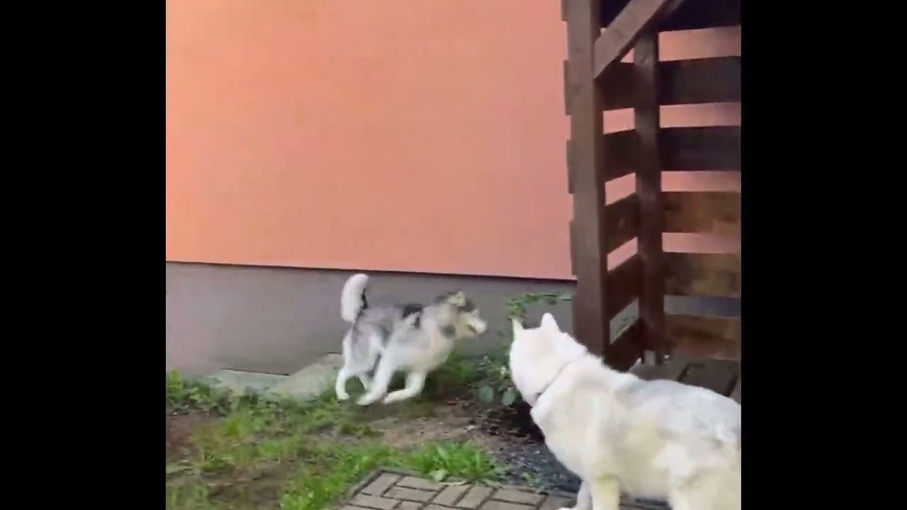 Siberian husky life | Ayla and Akim Chase and Hide 🐾