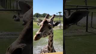 Feeding Giraffes Wild Florida Drive-Thru Safari | Florida Drive Safari Experience #shorts #giraffe