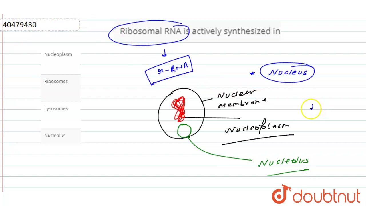 Ribosomal Rna Is Actively Synthesized In Youtube Ribosomal Rna Is Actively Synthesized In Youtube