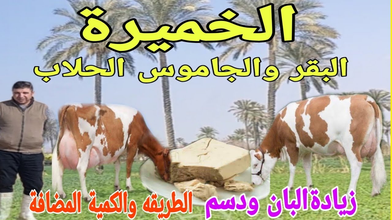 خميرة الخبز ترفع إنتاج اللبن والدسم .  للبقر والجاموس .الكمية وطريقة الاضافة للعلف.د /السيد الطوخي