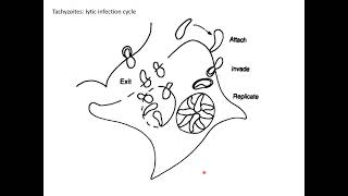 Toxoplasmosis - John Frean