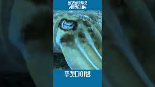 푸켓 스쿠버 다이빙 #푸켓다이빙 #푸켓자유여행