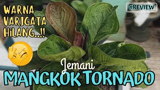 This is the cause of the color of the German Varigata LOST..!! | Jemani TORNADO BOWL