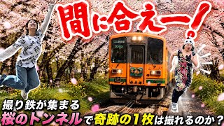【津軽鉄道】撮り鉄が集まる桜のトンネルで奇跡の1枚は撮れるのか？Mリア爆走の過酷すぎる裏側と絶品おでん【青森・金木町】