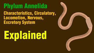 Why Are Segmented Worms So Special? | Phylum Annelida Characteristics