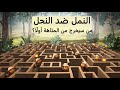 ذكاء النمل ضد النحل من سيخرج من المتاهة أول ا تحدي المتاهة 