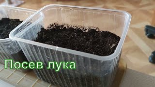 Посев лука семенами в феврале.