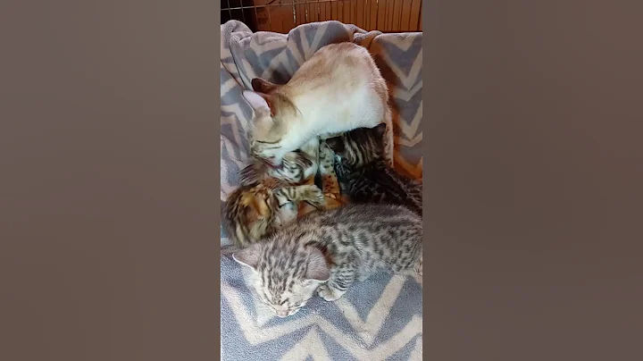 Video 6072791: adorable bengal kittens, sweet bengal kitten, bengal kittens love, mother bengal, bengal mom, bengal enjoying, kitten cleaning