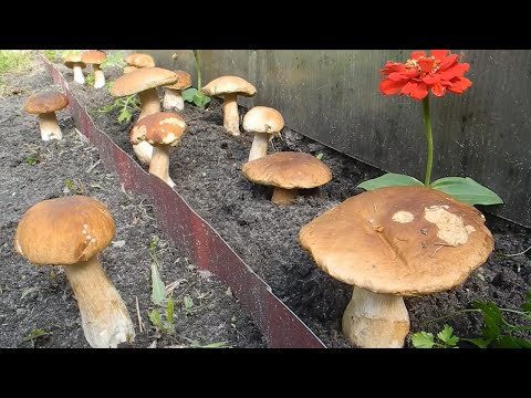 Как вырастить много белых грибов на своем участке