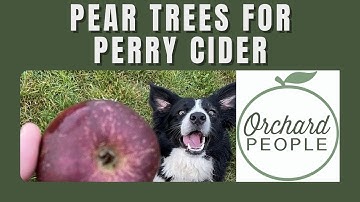Why Perry Pears Make the Best Perry Cider 🥂 🍐 🌳  (No Perry Orchard Needed!)