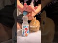 【もちまる日記】炭酸飲料飲ませてみた！？#もちまる日記 #ドッキリ #うさぎ #rabbit #bunny #pets