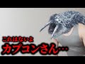 人の都合で辛い思いをしたモンスター