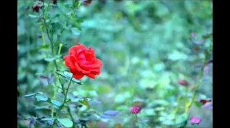 To A Wild Rose- MacDowell (flute solo version) To A Wild Rose- MacDowell (flute solo version)