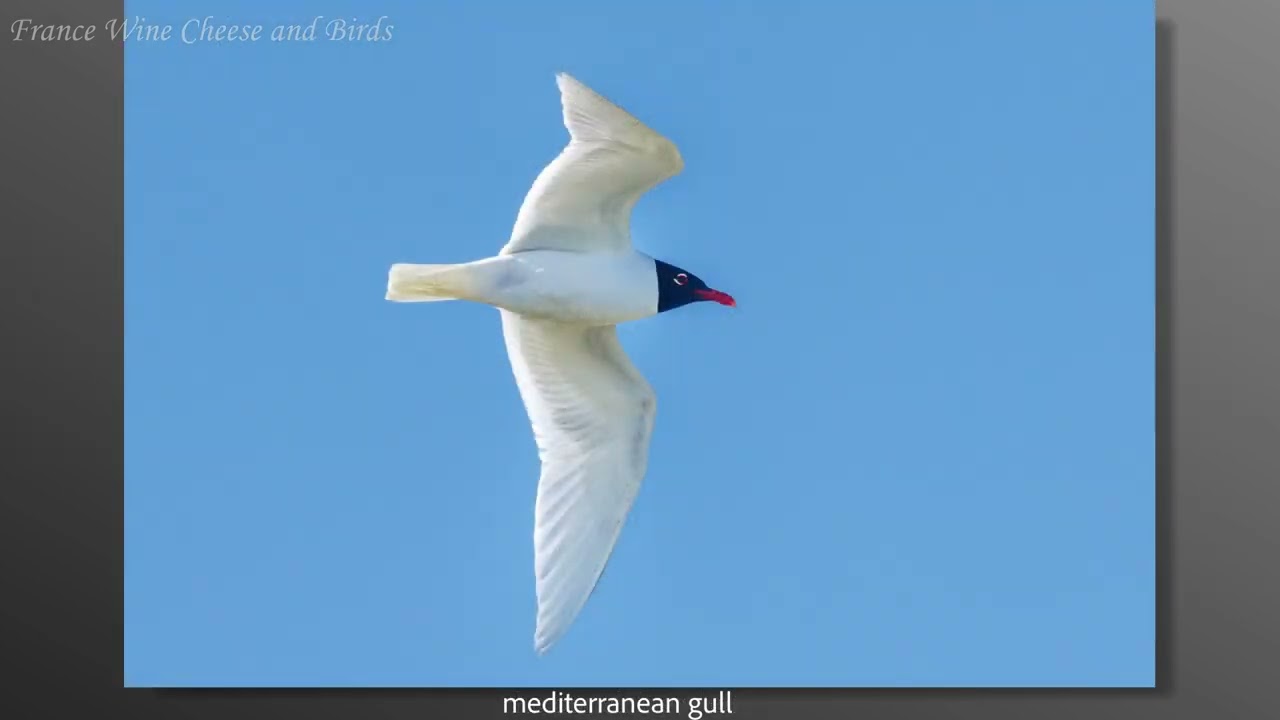 France Wine Cheese and Birds