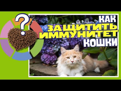 Как укрепить иммунитет кошки #probalanceкорм #шортс #иммунитеткошек