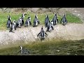 Пингвины такие пингвины :) | Penguins at the Zoo