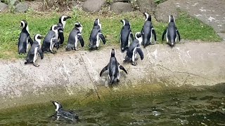 Пингвины такие пингвины :) | Penguins at the Zoo