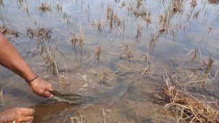 Fenomena ALAM!!!???IKAN naik ke DARATAN hanya terjadi 1 Tahun sekali NGERIII😲😲