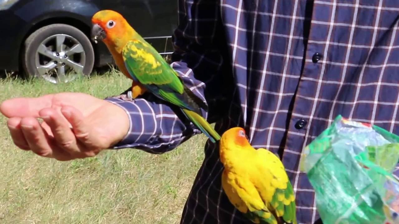 Perruche Soleil (Sun Conure) en vol libre.