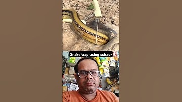 Snake trap using scissor #shorts #snake #trap #viralvideo