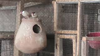 Fawn Java Sparrow breeding in colony#viralvideo #how #howto#breeding