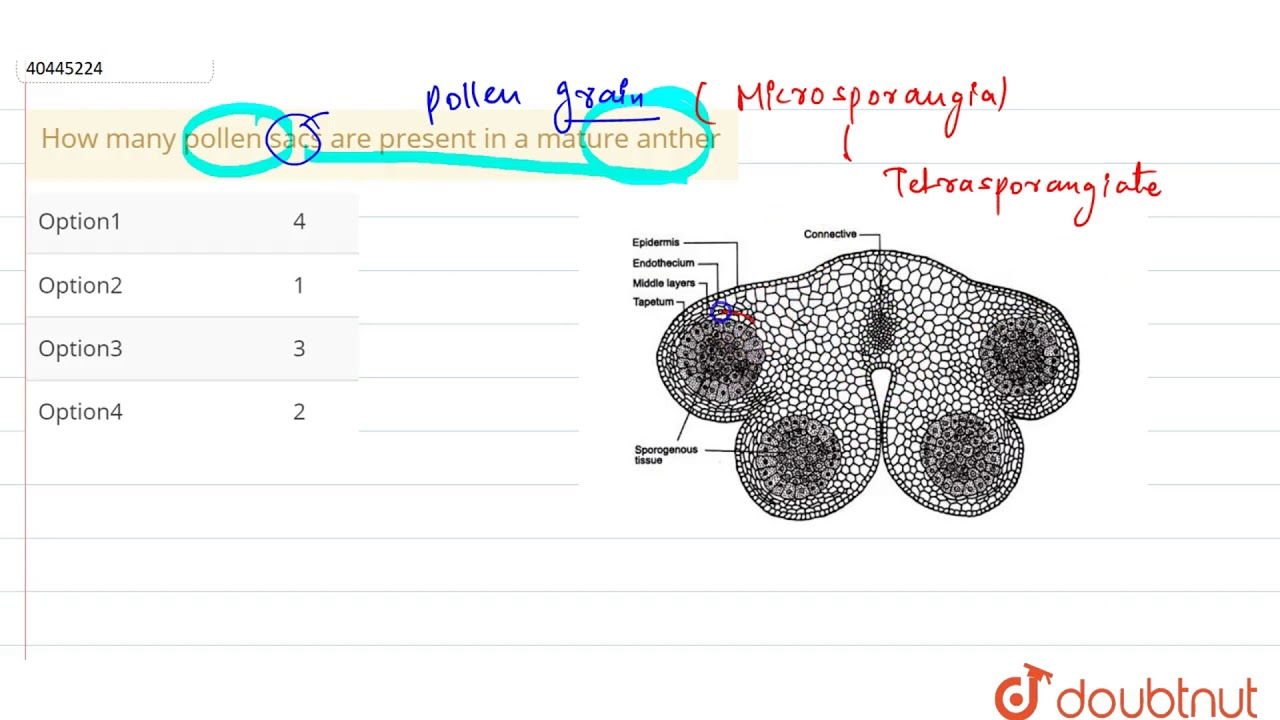 How many pollen sacs are present in a mature anther YouTube