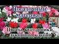 ПОСАДОЧНЫЙ МАТЕРИАЛ, ЦВЕТЫ, КУСТАРНИКИ, ЛУКОВИЦЫ, КЛУБНИ