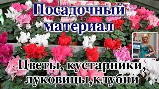 ПОСАДОЧНЫЙ МАТЕРИАЛ, ЦВЕТЫ, КУСТАРНИКИ, ЛУКОВИЦЫ, КЛУБНИ(, 2017-03-21T09:08:42.000Z)