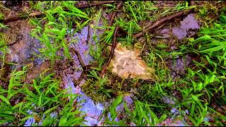 Iron Bacteria; Is Tap Water Really Safe? / Dahyeon Kang