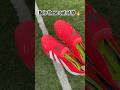 New Predator Alert Adidaspredator Adidas Footballboots Bellingham 