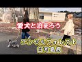 【愛犬と泊まろう！】ワンちゃんファーストな宿エンゼルフォレスト白河高原に泊まってきました。