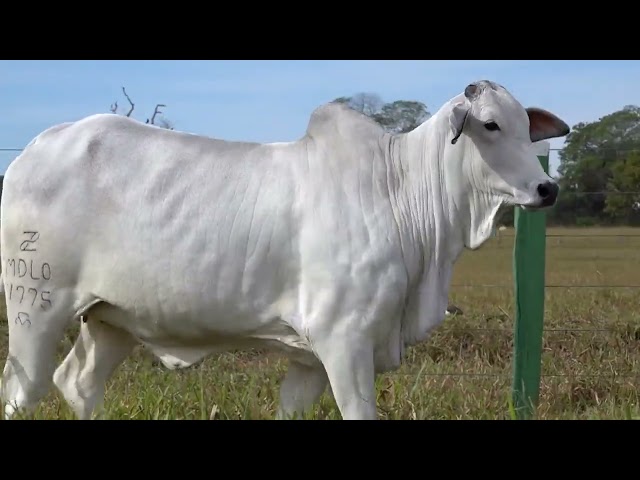 LOTE 09