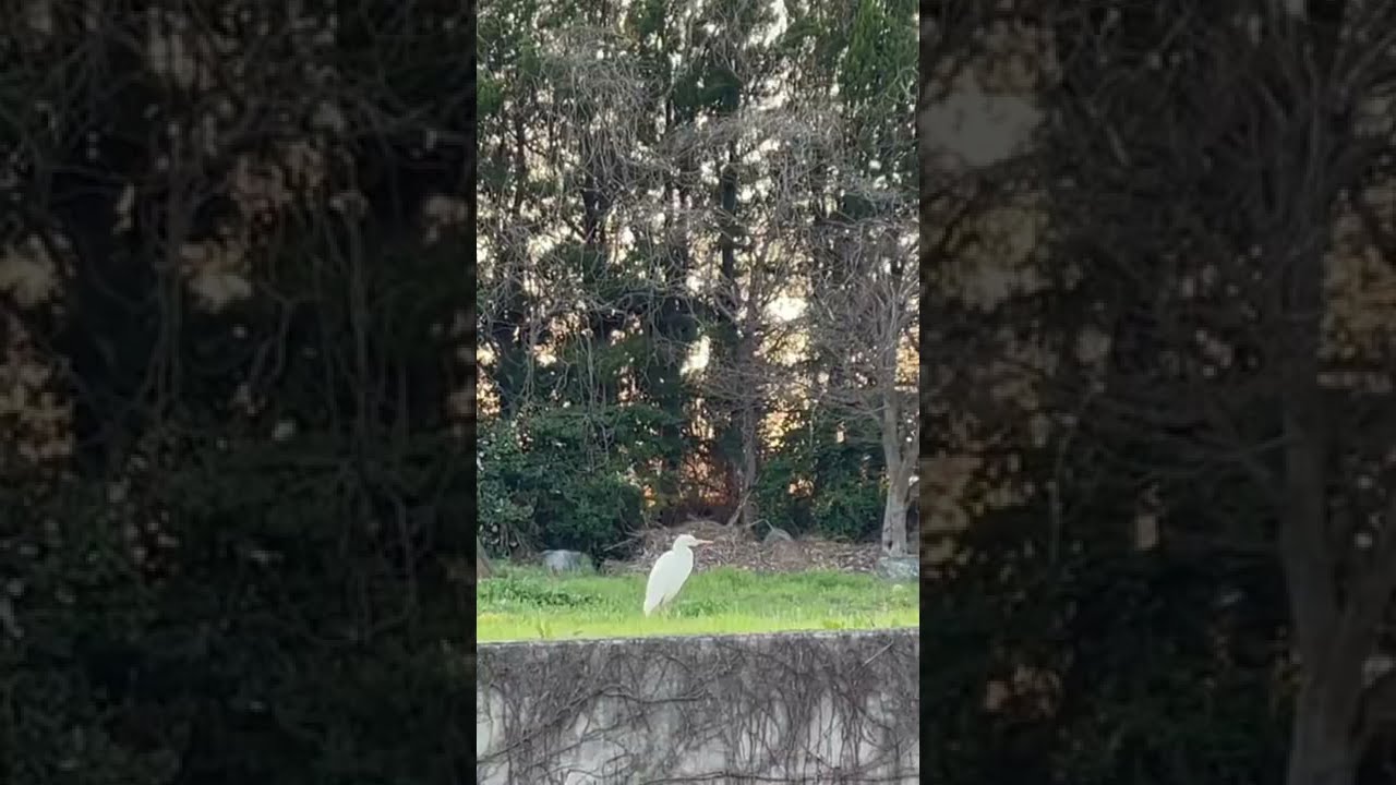 💕 𓅦 2022年4月1日 egret flying