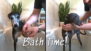 Whippet Bath Time