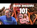 What Are Worm BREEDER BINS For