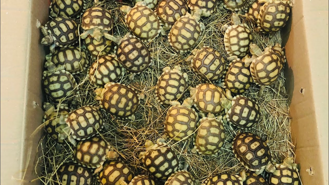 {KHOA XI TRUM} nuôi sinh sản rùa Sulcata châu phi - YouTube