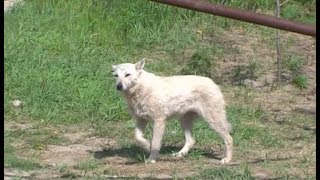 В Советском выясняют причины гибели мужчины, на которого напала стая бездомных собак В Советском выясняют причины гибели мужчины, на которого напала стая бездомных собак