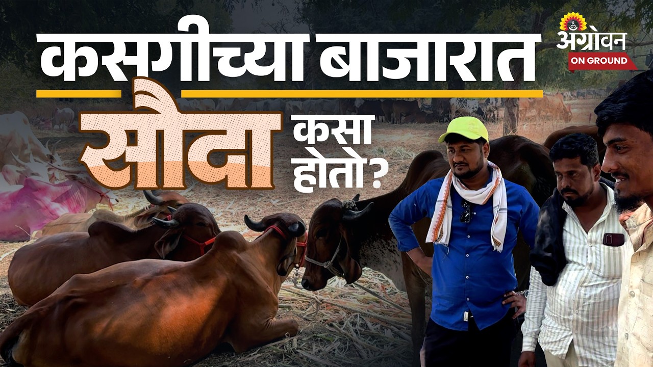 Kasagi Bajar: कसगीच्या बाजारात गाई-बैलांची खरेदी-विक्री कशी होतो? | Desi Cow | Agrowon