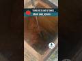 Tomatoes and Stones - Drain Unblocking - Plymouth #shorts