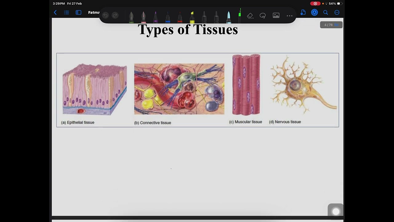 ch2 Anatomy tissue - part 1 شرح ملاك الجرادات