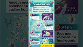 Life Processes | Amoeba Nutrition | Class 10 Science