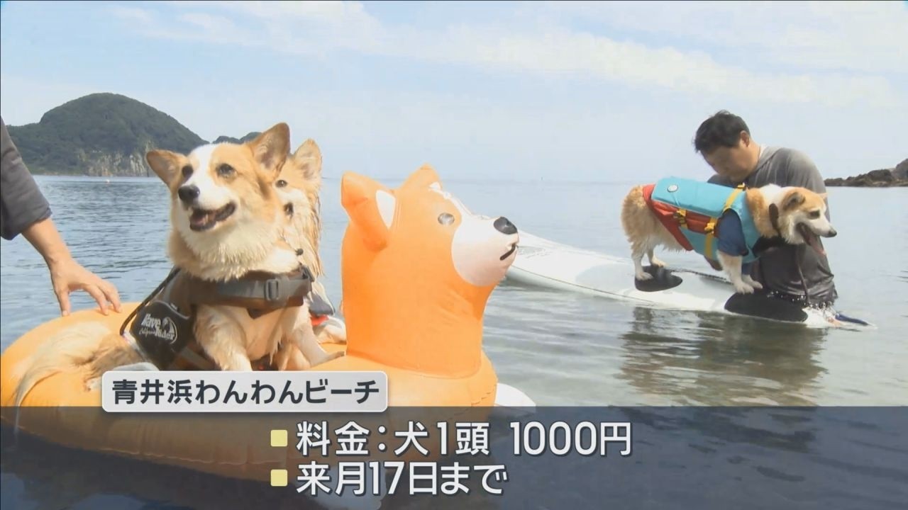 愛犬と一緒に海水浴 兵庫・豊岡市で「わんわんビーチ」海開き