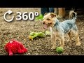 360º Puppy Play 4K - DublinSPCA