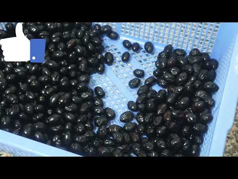 طريق تحضير الزيتون الاسود متمر بدون ملح كيفية الحصول علي زيتون اسود متمر مشرمل بدون ملح زيتون مرقد