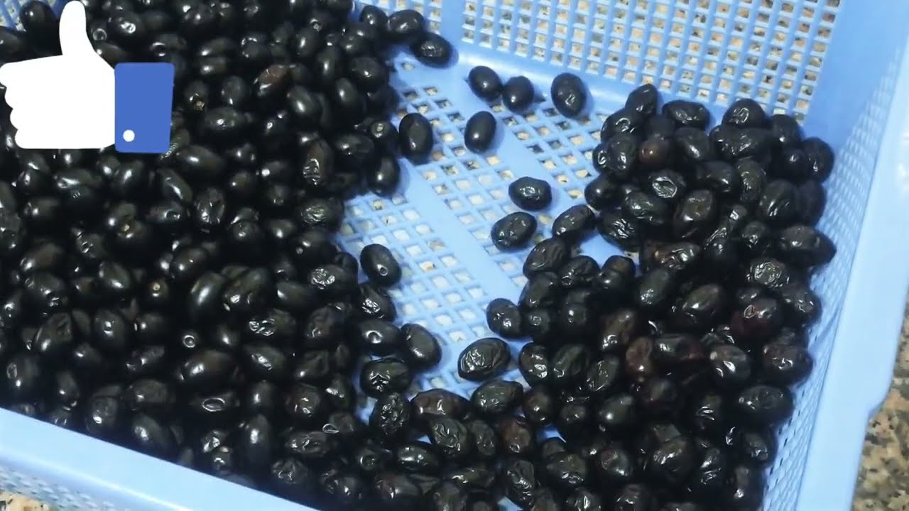 طريق تحضير الزيتون الاسود متمر بدون ملح/كيفية الحصول علي زيتون اسود متمر مشرمل بدون ملح/زيتون مرقد