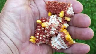 John Deere Combine GoHarvest: Improving Grain Loss